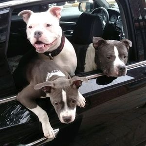 Meet your Posher, Dawn